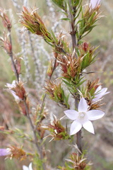 Prismatocarpus cliffortioides