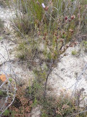 Prismatocarpus cliffortioides