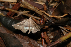 Throana pectinifer