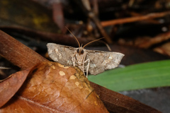 Throana pectinifer