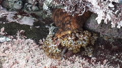 Holothuria cinerascens