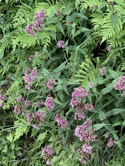 Eupatorium shimadae
