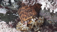 Holothuria cinerascens