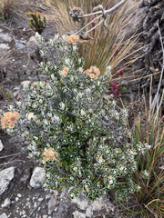 Linochilus rhomboidalis