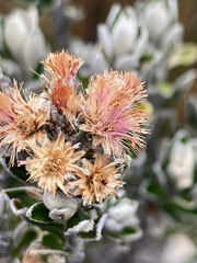 Linochilus rhomboidalis