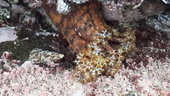 Holothuria cinerascens