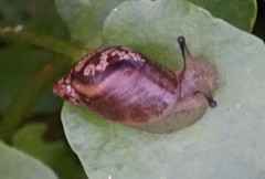 Novisuccinea ovalis