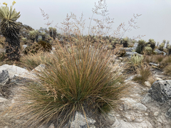 Calamagrostis effusa