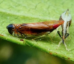 Scaphytopius majestus