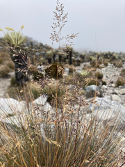 Calamagrostis effusa