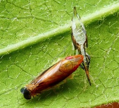 Scaphytopius majestus