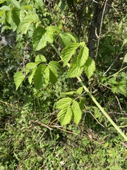 Rubus
