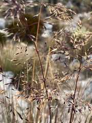 Calamagrostis effusa