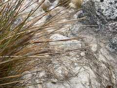 Calamagrostis effusa