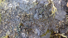 Lecanora argentata