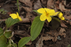 Viola orientalis