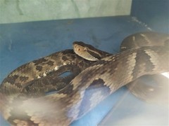 Bothrops jararaca
