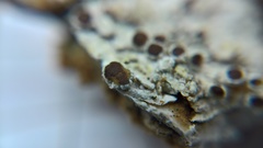 Lecanora argentata