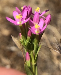 Zeltnera muehlenbergii