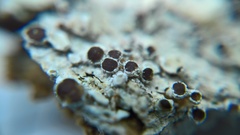 Lecanora argentata