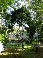 Cinnamomum malabatrum