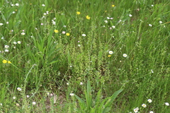 Veronica serpyllifolia