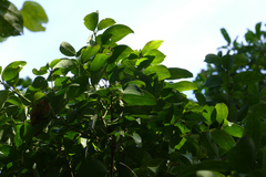 Cinnamomum malabatrum