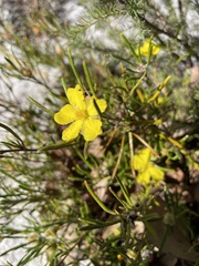 Hibbertia huegelii