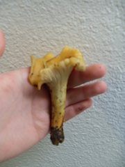 Cantharellus