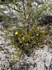 Hibbertia huegelii