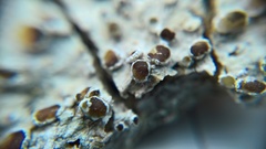 Lecanora argentata