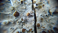 Lecanora argentata