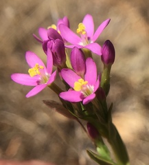Zeltnera muehlenbergii
