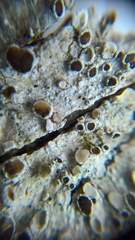 Lecanora argentata