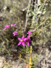 Calytrix fraseri
