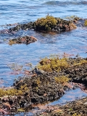 Calidris maritima