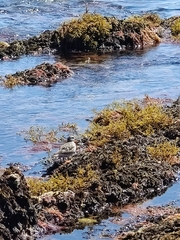 Calidris maritima