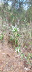 Leucas glabrata glabrata
