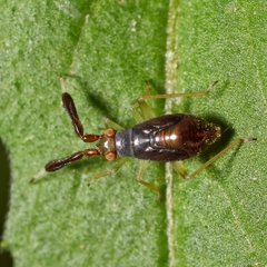 Heterotoma