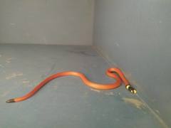 Apostolepis assimilis