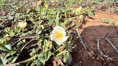 Sida rhombifolia insularis