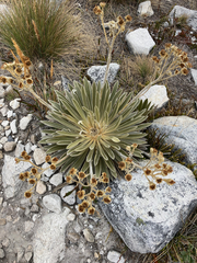 Espeletia colombiana