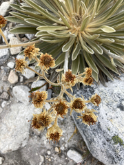 Espeletia colombiana