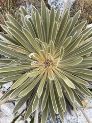 Espeletia colombiana