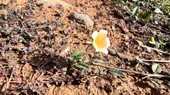 Sida rhombifolia insularis