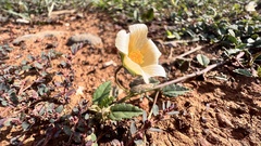 Sida rhombifolia insularis