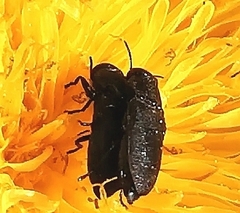 Anthaxia quadripunctata