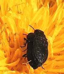 Anthaxia quadripunctata