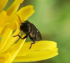 Anthaxia quadripunctata