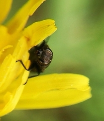 Anthaxia quadripunctata